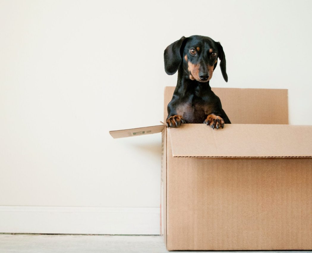 dachshund in moving box